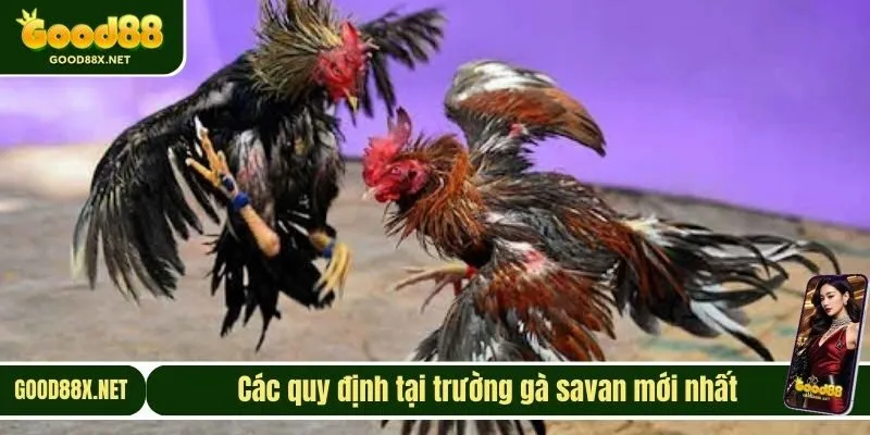 Các quy định tại trường gà savan mới nhất