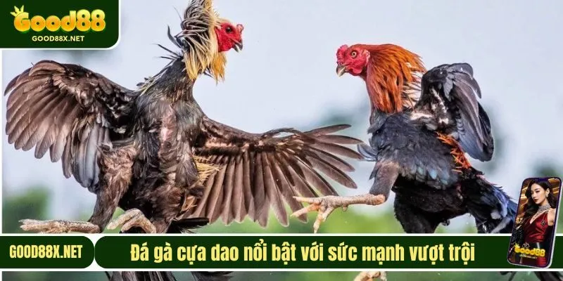 Đá gà cựa dao nổi bật với sức mạnh vượt trội