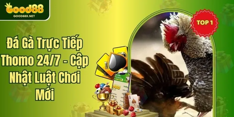 Đá Gà Trực Tiếp Thomo 24/7 - Cập Nhật Luật Chơi Mới