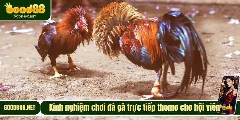 Kinh nghiệm chơi đá gà trực tiếp thomo cho hội viên