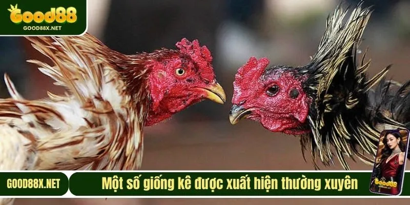 Một số giống kê được xuất hiện thường xuyên