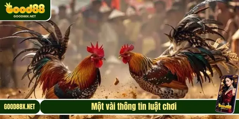 Một vài thông tin luật chơi