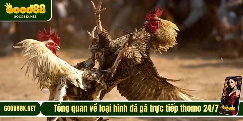 Tổng quan về loại hình đá gà trực tiếp thomo 24/7